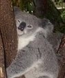 koala