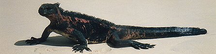 iguana